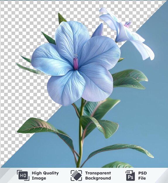 Flor de vinca con pétalos azules y blancos y hojas verdes contra un cielo azul claro