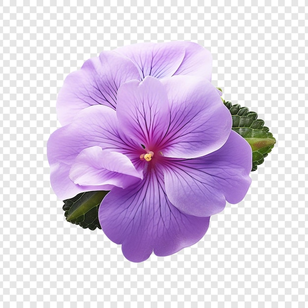 PSD flor violeta africana aislada sobre fondo transparente