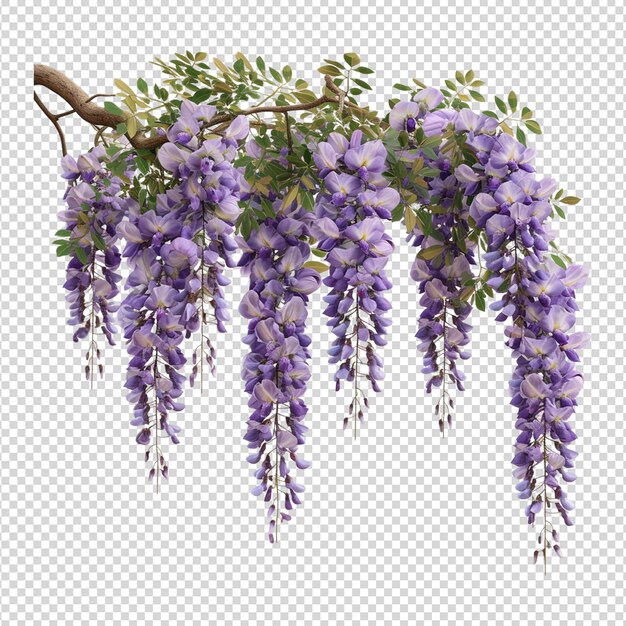 PSD la flor de la wisteria en png