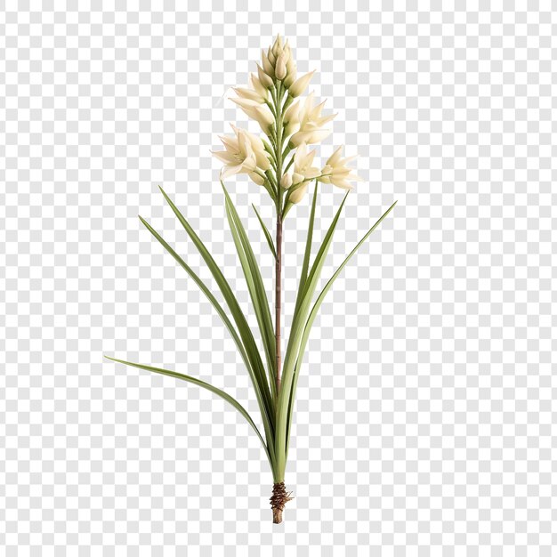 PSD la flor de yuca png aislada en un fondo transparente