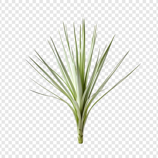 PSD la flor de yuca png aislada en un fondo transparente