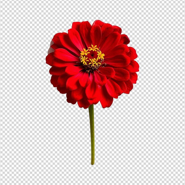 La flor de zinnia roja aislada sobre un fondo transparente