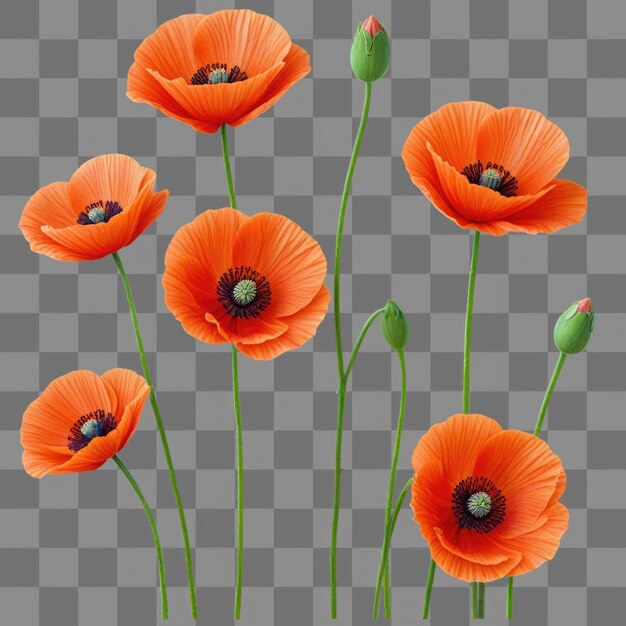 Flores de amapola de color aisladas sobre un fondo transparente