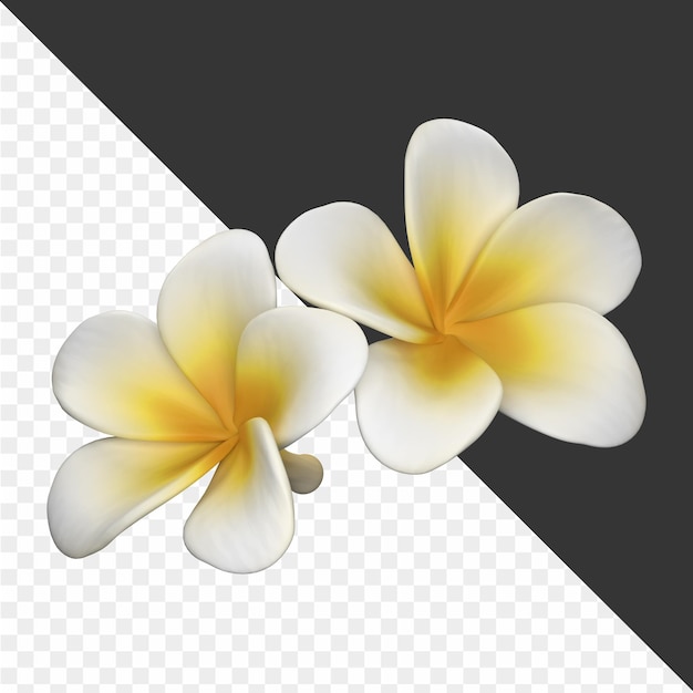 flores amarelas e brancas sobre um fundo preto
