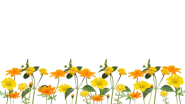flores amarelas fundo inferior isolado em fundo transparente