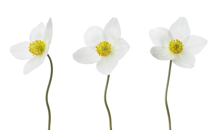 PSD flores blancas de anémona de primavera en un fondo blanco aislado