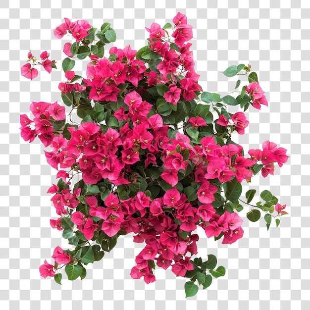 Las flores de la bougainvillea real de Papua Nueva Guinea, las hojas de la hoja