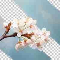PSD flores brancas na primavera em uma árvore