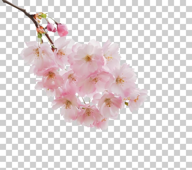 Las flores de cerezo rosadas
