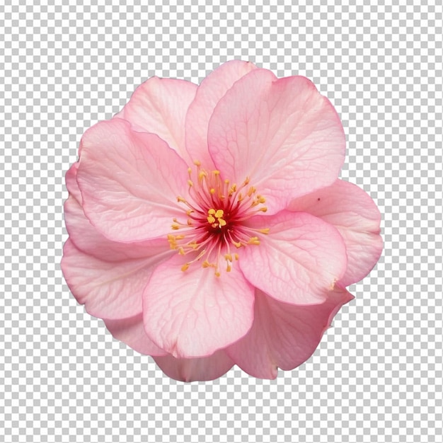 PSD flores cor-de-rosa em fundo branco