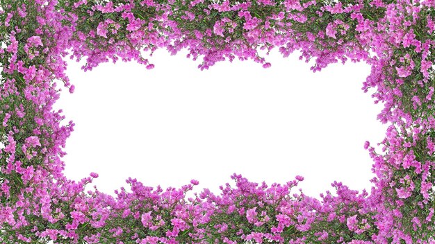 PSD flores cor-de-rosa emolduradas bougainvillea isoladas em fundo transparente png