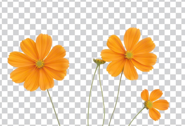 Flores del cosmos naranjas vibrantes sobre un fondo transparente