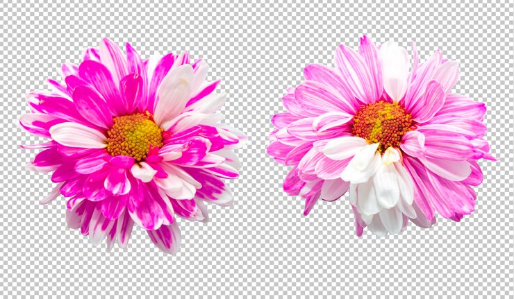 PSD flores de crisantemo rosa y blanco sobre fondo de transparencia aislado
