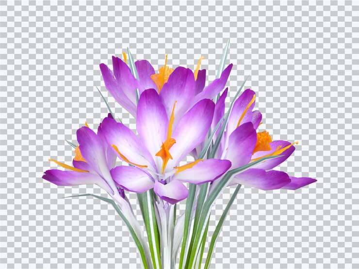 PSD flores de crocus púrpura aisladas sobre un fondo transparente