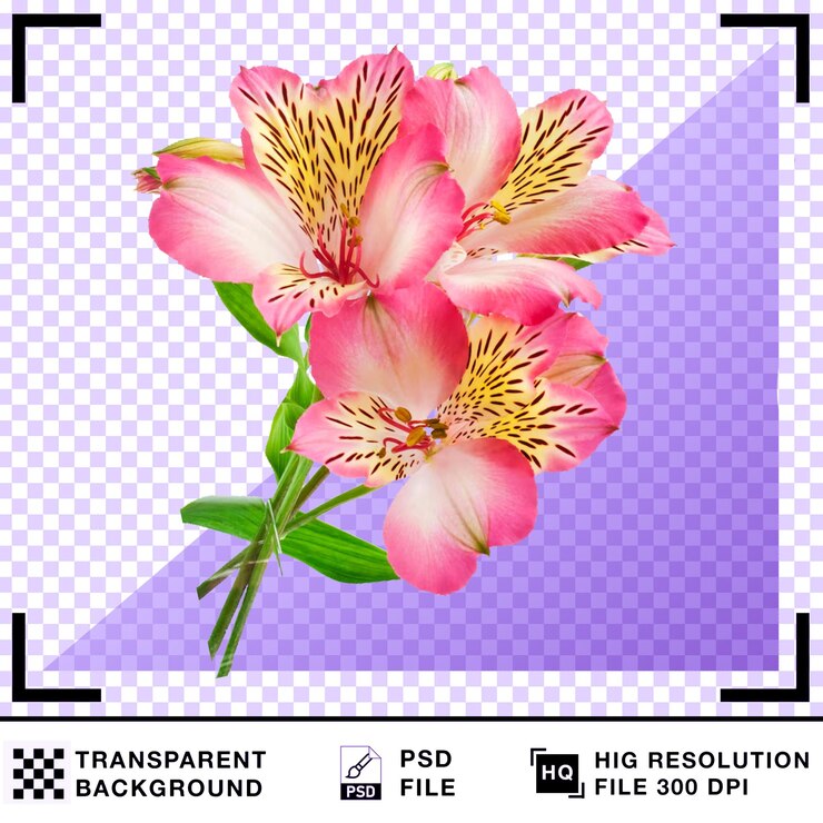 PSD flores de alstroemeria cor-de-rosa vibrantes em fundo transparente