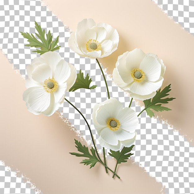 PSD flores de anemone em branco contra um fundo transparente