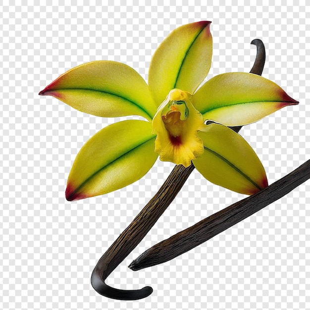 PSD flores de baunilha com óleo essencial isolado png em fundo transparente psd