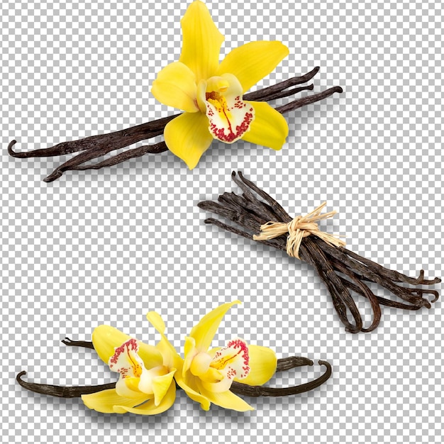 Flores de baunilha PSD isoladas em uma camada alfa