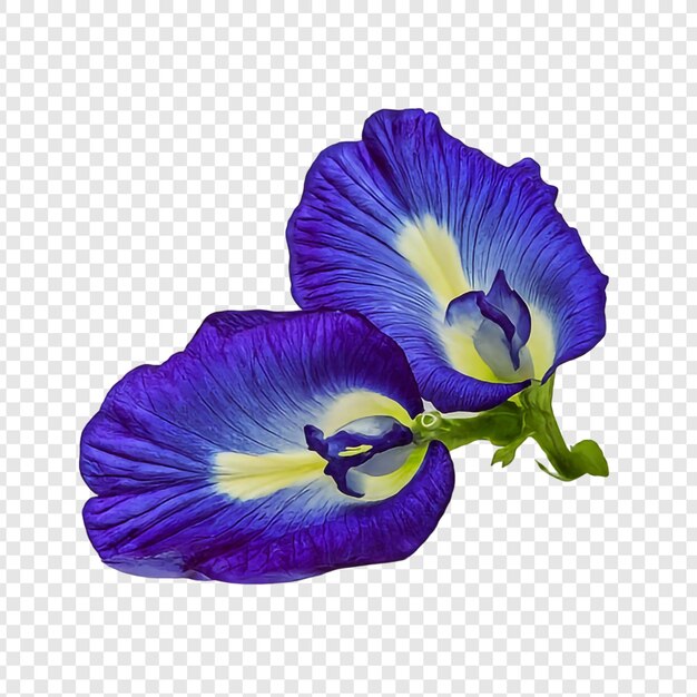 Flores de ervilha azul ou asa de pombo asiática isoladas em fundo transparente psd premium