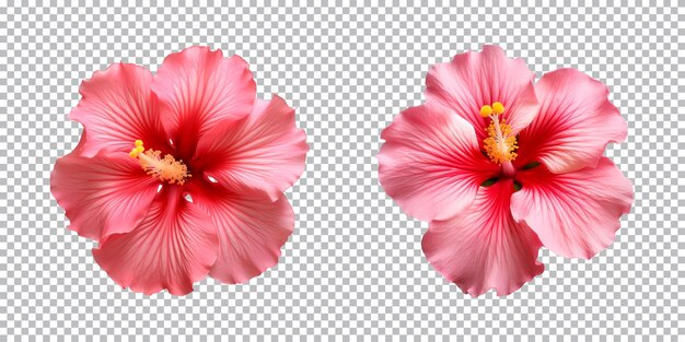 PSD flores de hibisco isoladas em um fundo transparente vista de cima