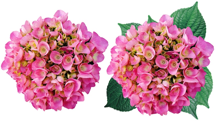 PSD flores de hortênsia rosa com folhas verdes exuberantes