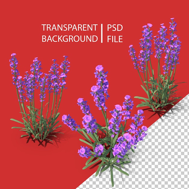 PSD flores de lavanda png