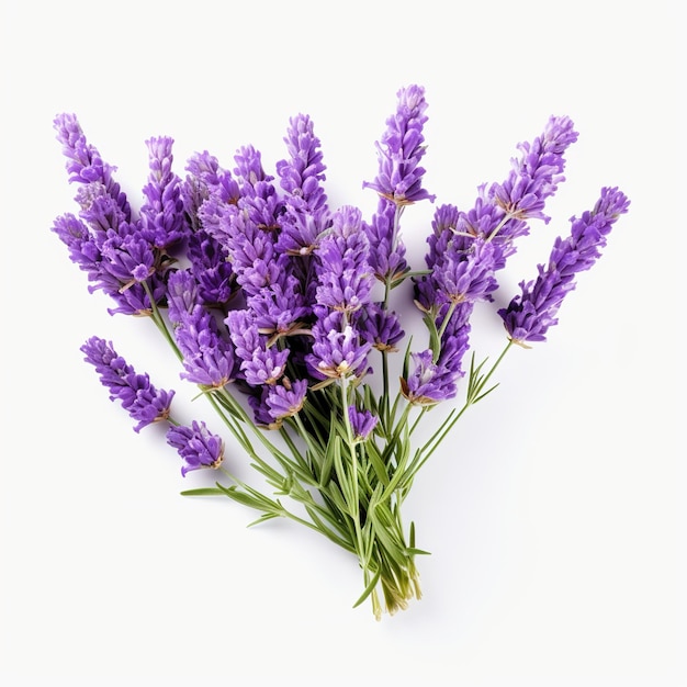 PSD flores de lavanda