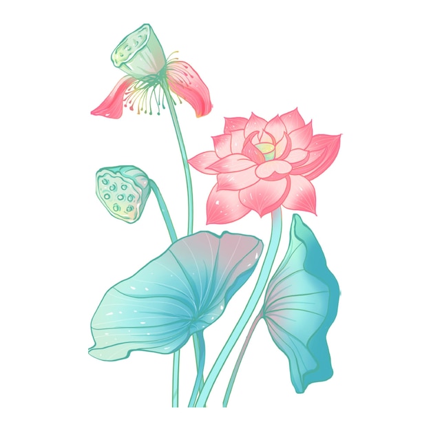 Flores de lótus cor-de-rosa numa lagoa