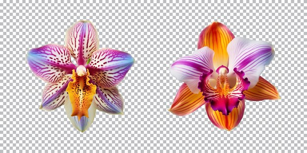 PSD flores de orquídeas multicoloridas em um fundo transparente png vista de cima