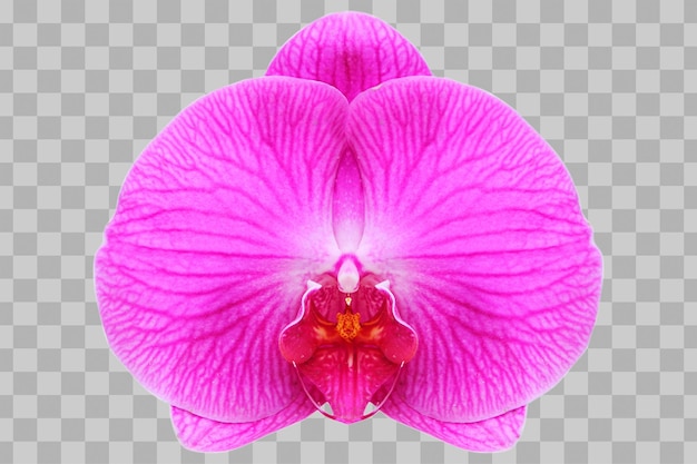 Flores de orquídeas