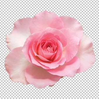Flores de rosa rosa transparente