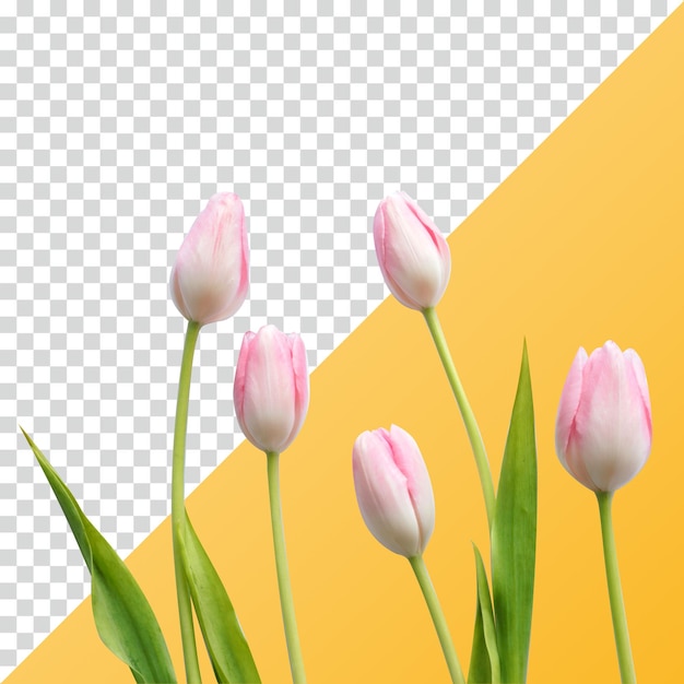 Flores de tulipas cor-de-rosa