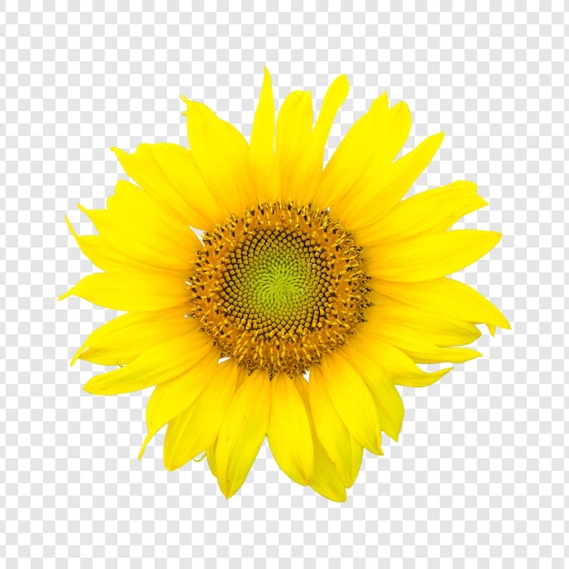 Flores-do-sol amarelas