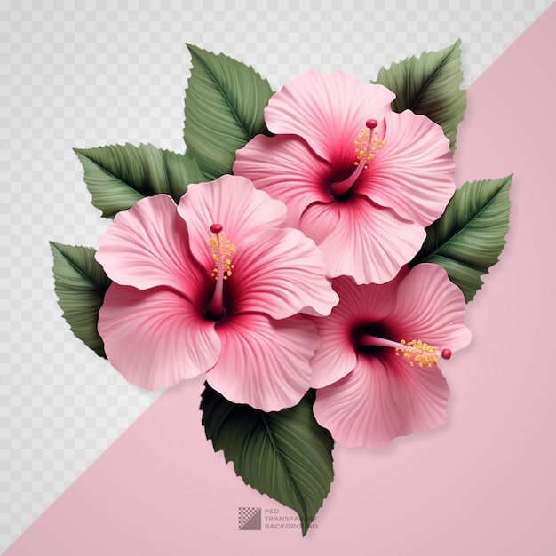 PSD flores e folhas de hibisco havaiano rosa realistas em fundo transparente