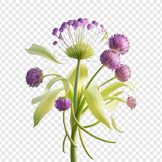 PSD flores em close-up belas flores de allium florescendo fundo transparente