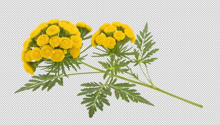 PSD flores de la fiebre
