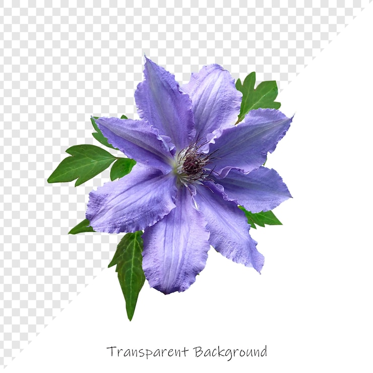 PSD flores con fondo transparente