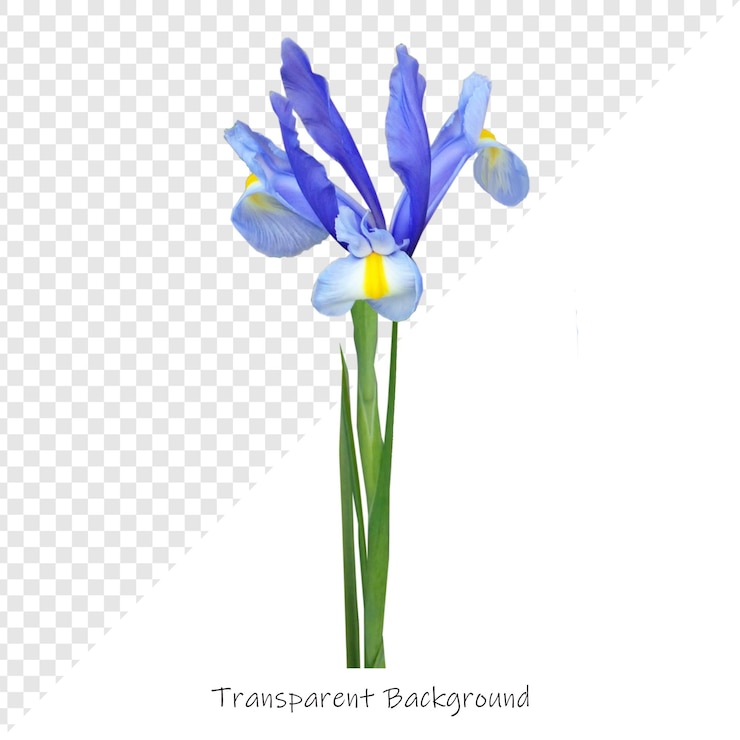 PSD flores con fondo transparente