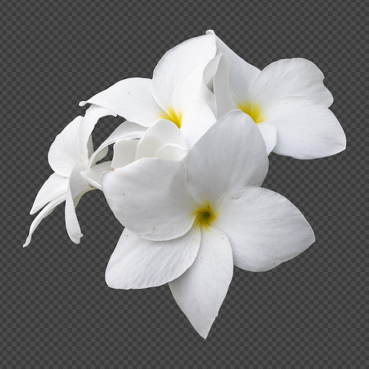 PSD flores de frangipani blanco aislado representación