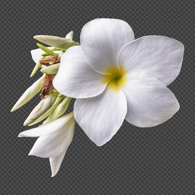 Flores de frangipani blanco aislado representación