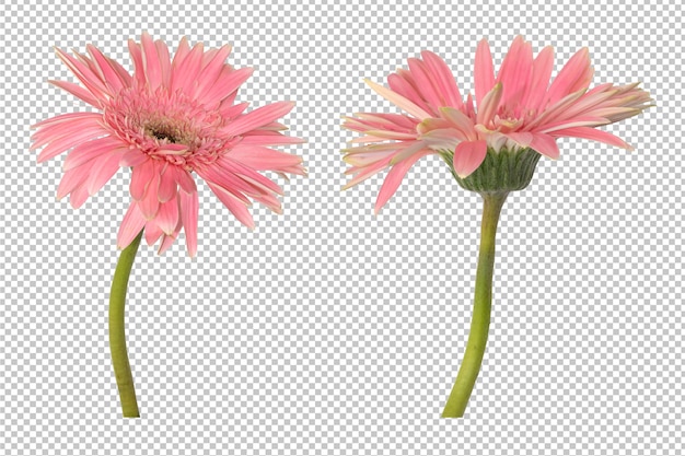 Flores de gerbera rosa