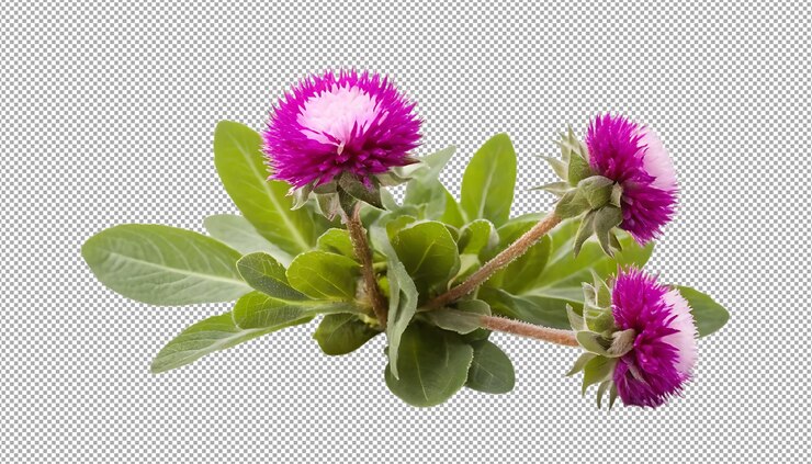 PSD flores de la gómfrena