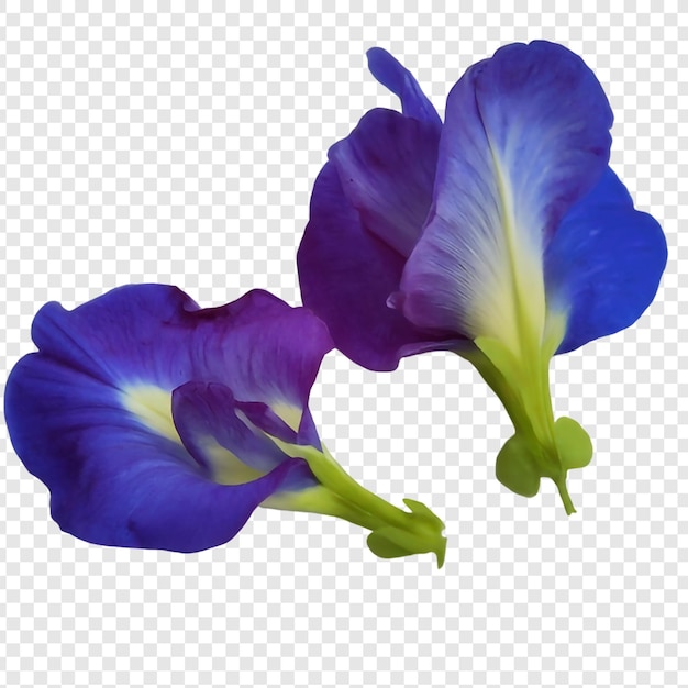 PSD flores de guisante azul o alas de paloma asiáticas png aisladas en fondo transparente psd premium