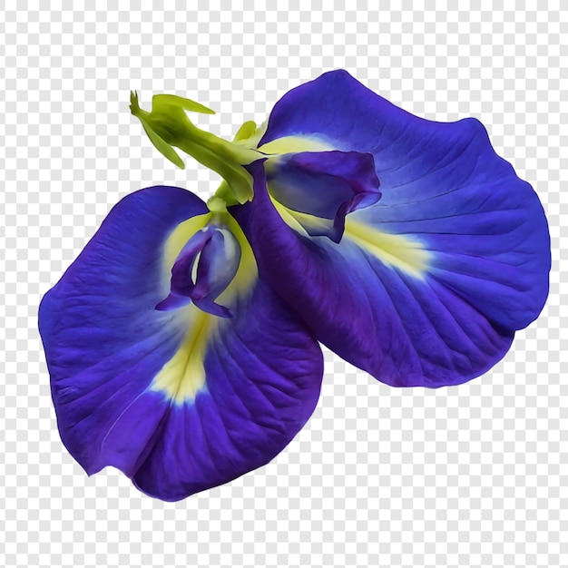 PSD flores de guisante azul o alas de paloma asiáticas png aisladas en fondo transparente psd premium