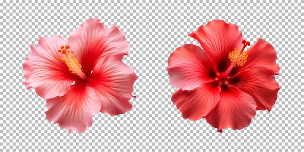 PSD flores de hibisco aisladas en un fondo transparente vista de arriba