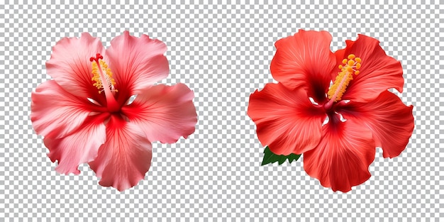 flores de hibisco aisladas en un fondo transparente vista de arriba