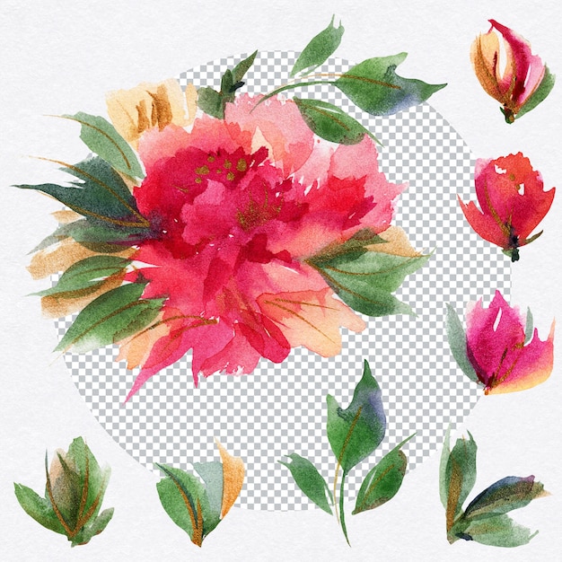 Flores y hojas de peonía de acuarela Elementos florales para decoraciones ditsy brillantes