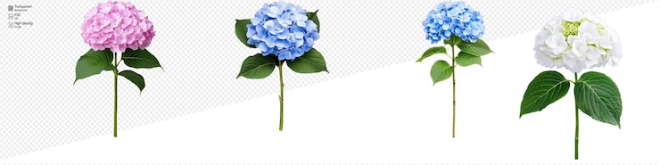 PSD flores de hortensia coloridas en un fondo transparente que muestran flores rosadas, azules y blancas con hojas y tallos verdes