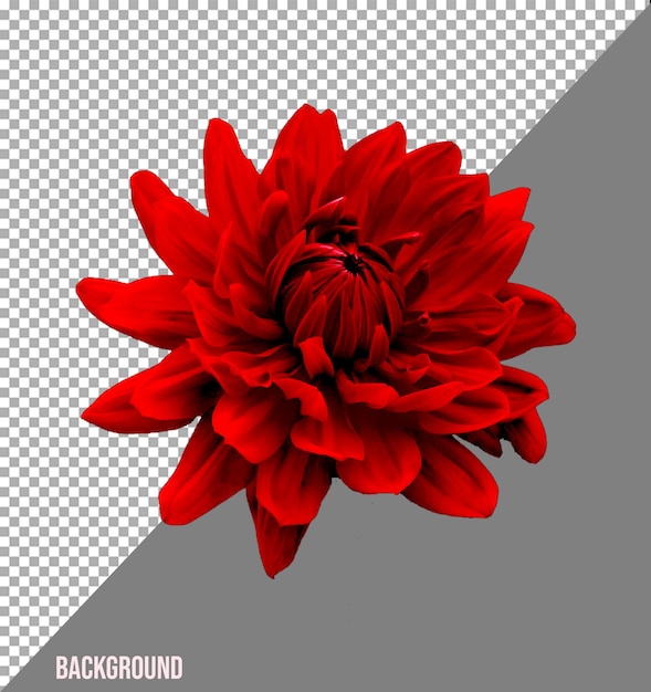 Flores imagem png