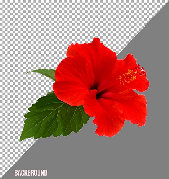 Flores imagem png